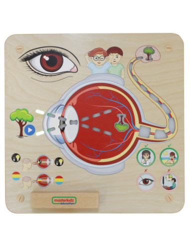 MASTERKIDZ Tablica Edukacyjna Zmysł Wzroku