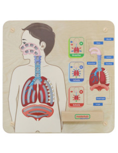 MASTERKIDZ Tablica Edukacyjna Układ Oddechowy