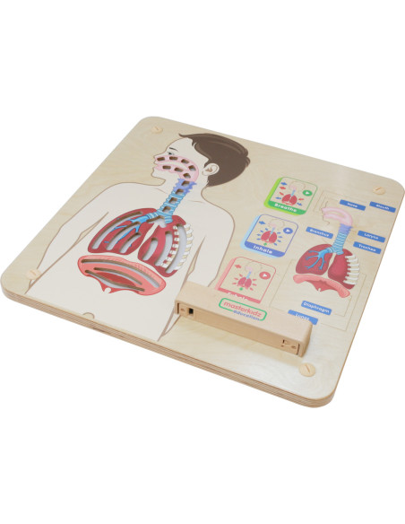 MASTERKIDZ Tablica Edukacyjna Układ Oddechowy