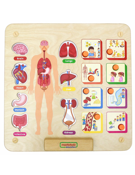 MASTERKIDZ Tablica Edukacyjna Układ Ciała Ludzkiego