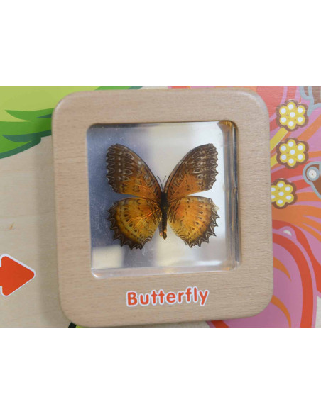 Cykl Życia Motylka Tablica Edukacyjna Masterkidz